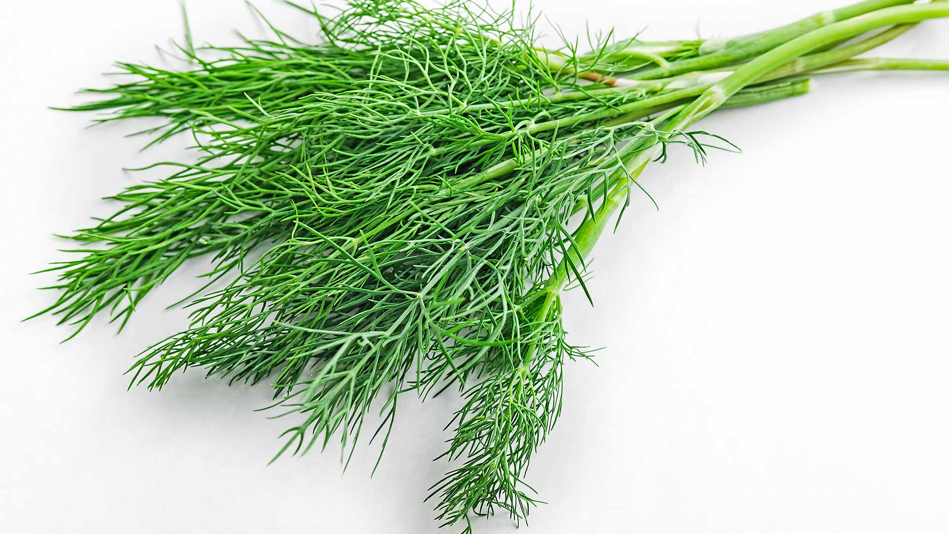 El hinojo, una hierba aromática versátil y con múltiples propiedades