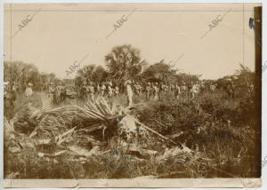 Chapeo de la manigua en la trocha de Júcarro a Morón