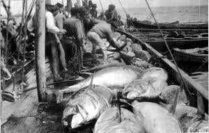 Pesca con jabega en el Portil - Huelva