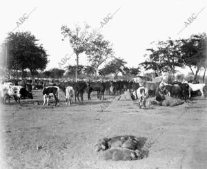 Aspecto del prado de la <strong>Feria</strong> donde se Celebra el mercado de Ganados