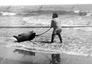 Portil (Huelva). 1910 (CA.). Pesca con jábega. Un pescador colocando las boyas