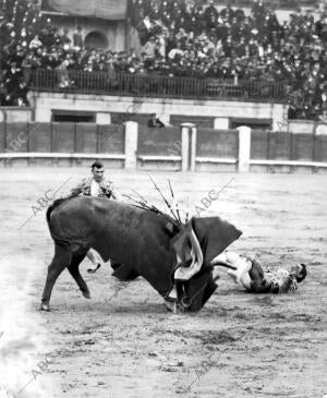 De la novillada de ayer en Madrid: el matador Alfonso Cela(Celita)revolcado por...