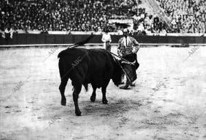 Gallo Preparando para cuadrar
