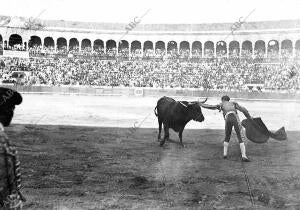 José Gómez (Gallito) tocando el testuz después de un pase