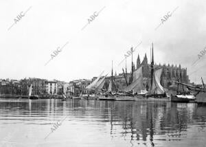 El puerto de palma de Mallorca. Al fondo la catedral