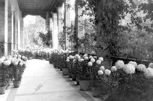 Exposición de Crisantemos en el palacio de arte Antiguo