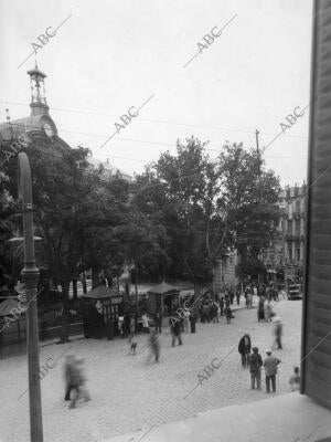 El árbol Llamado "de los Pájaros", frente al edificio de la diputación...