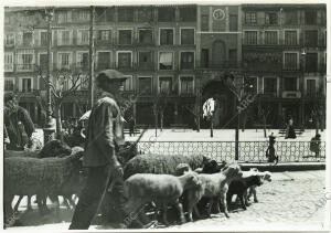 Un pastor y su rebaño atravesando la plaza de Zocodover en los años 30