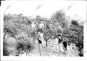 En la huerta Valenciana - recolección de la naranja