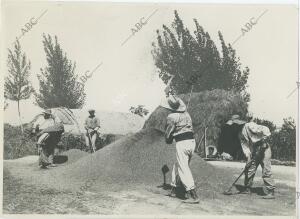 Cultivo del arroz. En la imagen, el arroz en la era