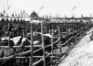 Mercado de Ganados durante el primer día de Feria
