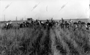 Guerra Civil Española. Campesinos durante la siega