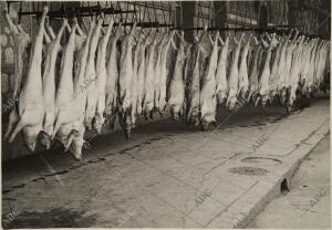 Piezas sacrificadas en el matadero de Madrid para abastecer a la población