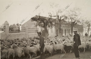 Campesinos Trayendo cabeza de ganado A Madrid, para abastecer A la Población