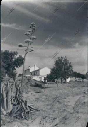 Caserío en Los "Majuelos" de Sierra Morena (Andújar)