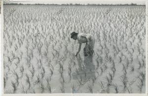 La Albufera de Valencia (Comunidad Valenciana), 1960 (CA.)