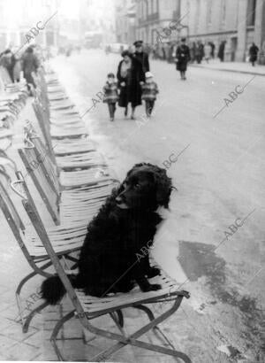 Perro encima de una de las Sillas Puestas con motivo del desfile de san Antón