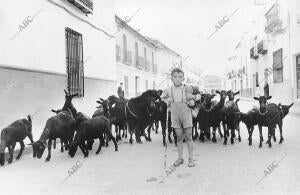 Un niño cuidando de sus cabras