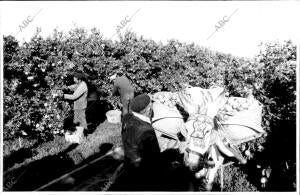 La naranja Sale de los Huertos A Lomos del paciente Borriquillo, para ir A los...