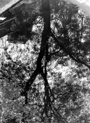 Reflejo de un árbol en un gran charco Provocado por las Fuertes Lluvias