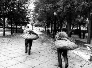 Limpieza de las hojas secas en el Paseo del Prado