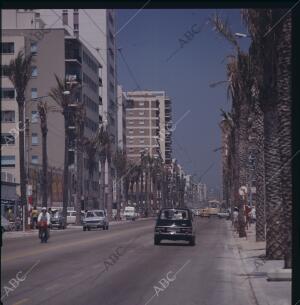 Avenida de Ana Viya, enmarcada por modernos edificios de apartamentos y palmeras