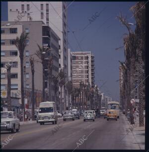 Avenida de Ana Viya, enmarcada por modernos edificios de apartamentos y palmeras