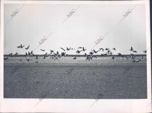 Aves Sobrevolando el coto de Doñana