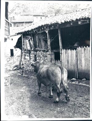 Una de las Vacas Paseando libremente por el interior de la localidad de Anciles...