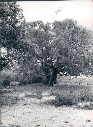 Vista de la flora del coto de Doñana