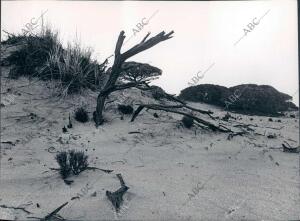 Dunas del coto de Doñana