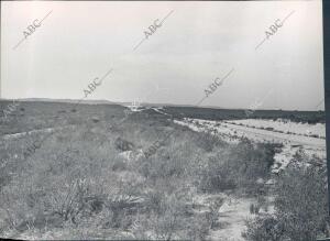Coto de Doñana