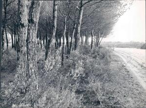 Uno de los Rincones del coto de Doñana