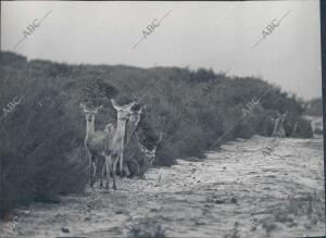 Ciervos en el coto de Doñana