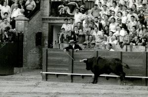 El encargado de los bueyes intenta meter en los corrales al toro de Miura...