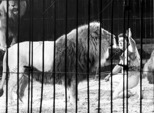 Ángel cristo en pleno espectáculo con los Leones en Valencia