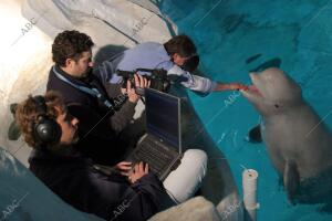 En la imagen, unos biólogos del oceanográfico durante la grabación de los...