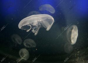 Madrid, 8 de noviembre de 2005. Reportaje del acuario del zoo de Madrid. Medusas