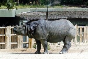 Reportaje de como pasan el verano los animales del Zoo de Madrid