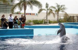 En la imagen, un delfín muestra sus piruetas a los asistentes a la actividad...