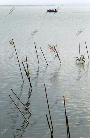 Rober Solsona....20140424...Valencia.......Parc natural de la Albufera.Archdc