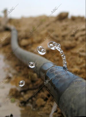 Campos de Elche con riego por goteo Foto Juan Carlos Soler archdc