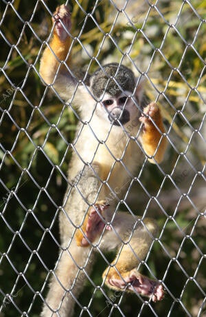 El Casar (Guadalajara), 22/12/2015. Reserva de Primates Rainfer