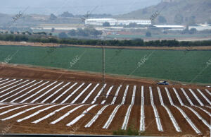 Cartagena (Murcia), 22/03/2016. Campos de Cultivo