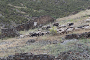 Reportaje de Patones para Plan B. En la imagen, el ganado junto a los tinados y...