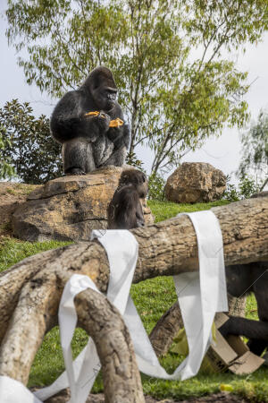 Virunga, el bebé gorila cumple un año en el Biopark de Valencia