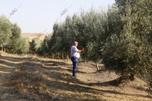 Olivar de la finca Rojas Alto