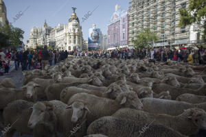 Manuela Carmena recibe a los pastores que atraviesan la capital en busca de los...