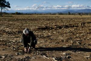 Posados al agricultor José Luis Pérez-Roldán Hesse, en su finca 'Hijares', donde...