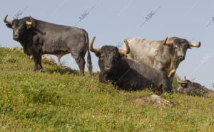 Reportaje taurino de la ganadería La Quinta